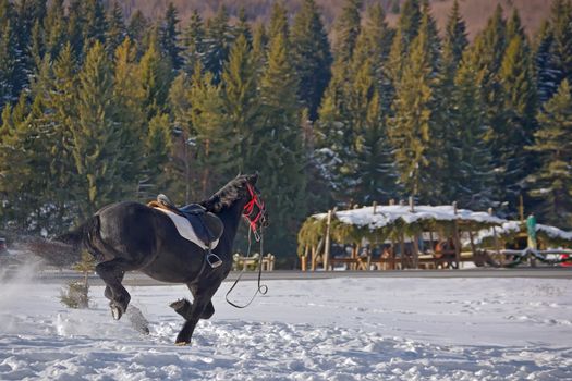 Black Horse galloping on snow