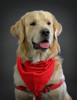 golden retriever dog in studio