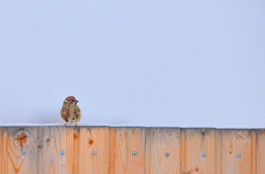 Little Sparrow on fence in winter time