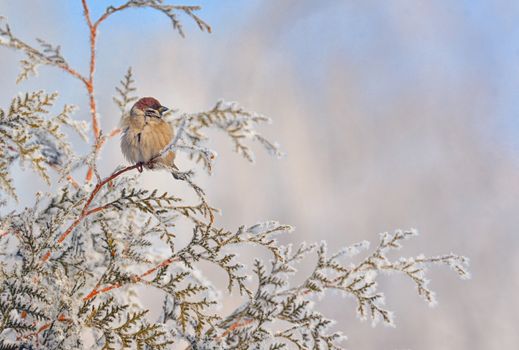 Little Sparrows on pine tree branch in winter