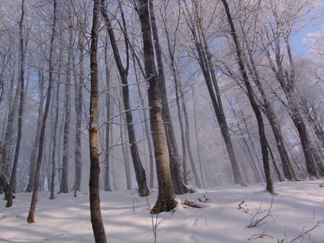 The winter forest scene. Snowy landscape.