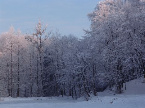 Winter Forest with frozen trees