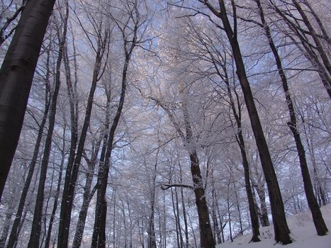 forest, winter, snow