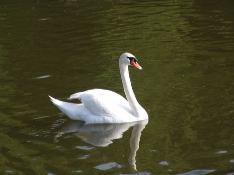 White swan