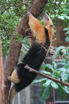 Collared Anteater- Tamandua tetradactyla climbing a tree