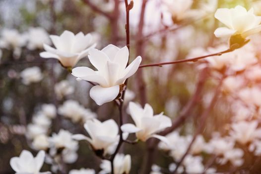 blossoming Magnolia tree in spring Park outdoor.