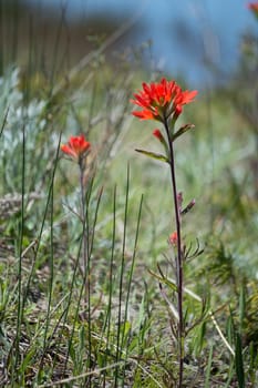 Early spring scarlet castilleja, prairie fire, flowers at Dorcas bay, Lake Huron.  Background is out of focus pale blue water and sandy dune habitat.