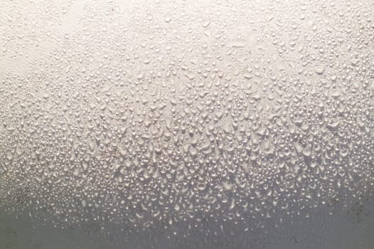 An abstract closeup of a perfect, big white round globe of a Giant pufball glistening with dew in the morning.