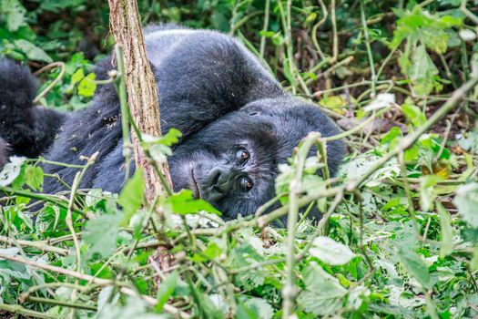 Mountain gorilla sleeping in the Virunga National Park, Democratic Republic Of Congo.