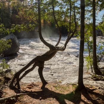 A cedar tree trunk by a waterfall that looks like a mythical creature with a tail.  Spray of waterfall and fast flowing river in the background and more cedar trees and greenery as well.