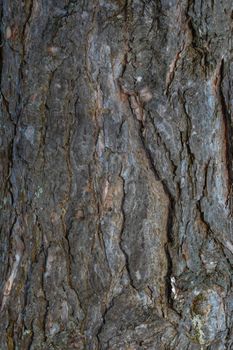 An abstract natural grey and reddish background. Pattern from a section of pine tree trunk.