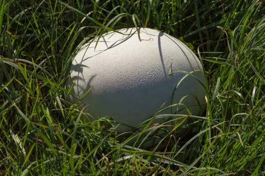 A perfect, big white round globe of a Giant pufball is glistening with dew as it nestles in the lush green grass in the field.