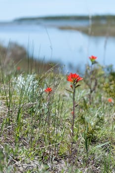 Early spring scarlet castilleja, prairie fire, flowers at Dorcas bay, Lake Huron.  Background is out of focus pale blue water and sandy dune habitat.