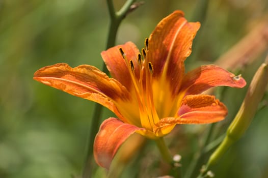 Wild orange lily flower closeup macro on a green background