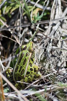 Small Leopard Frog sitting on the ground.