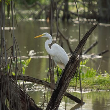 A white heron sits on a broken tree, with neck relaxed and curved in a swampy pond reflecting the green colors all around it.