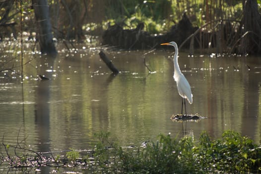 A white heron stands upright with neck straight on a piece of wood in a pond reflecting the green colors all around it. Early morning sun is behind it and illuminates its orange beak and white feathers from behind.