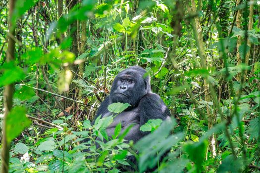 Silverback Mountain gorilla sitting in leaves in the Virunga National Park, Democratic Republic Of Congo.
