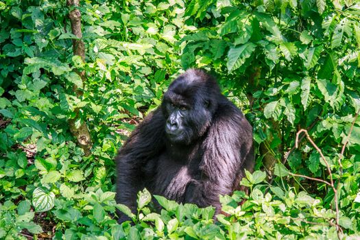 Mountain gorilla sitting in leaves in the Virunga National Park, Democratic Republic Of Congo.