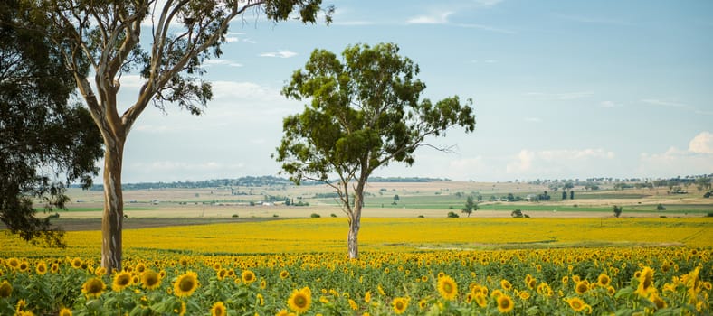 Sunflowers amongst a field in the afternoon in Queensland, Australia.