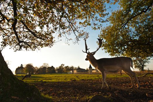 Whitetail Deer standing in summer wood, Sunset, Park