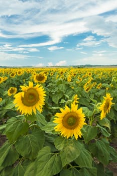 Sunflowers amongst a field in the afternoon in Queensland, Australia.