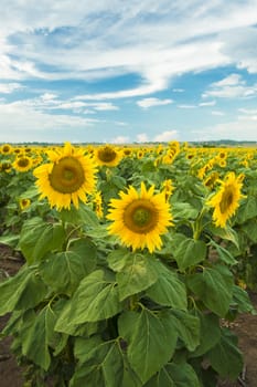 Sunflowers amongst a field in the afternoon in Queensland, Australia.