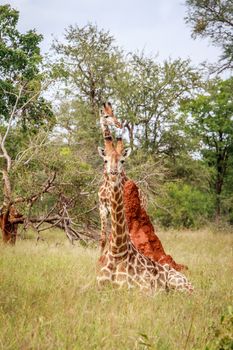 Giraffe laying down in front of a termite mount in the Kruger National Park, South Africa.
