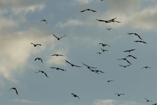many birds in their natural habitat, nature series
