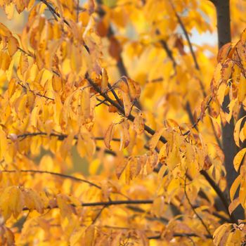 natural background with colored leaves, nature series