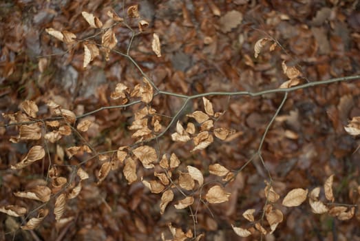 natural background with colored leaves, nature series