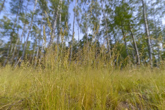 natural green colorful rural meadow, nature series