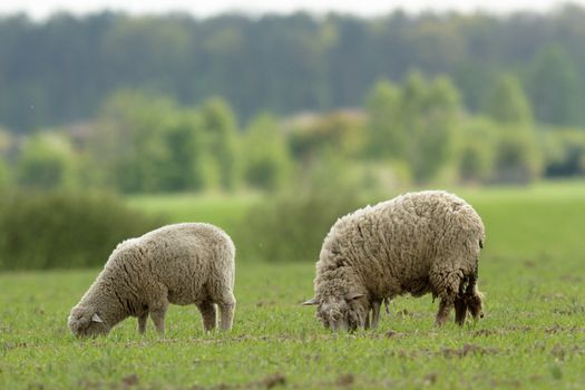 sheep on grass with blue sky, some looking at the camera