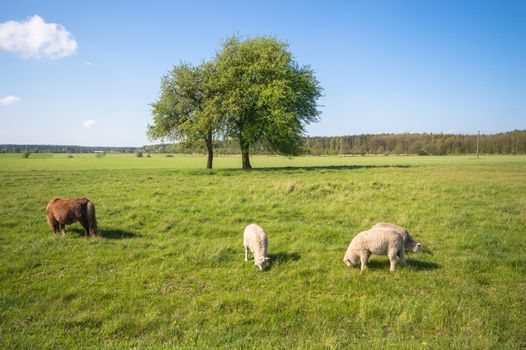 sheep on grass with blue sky, some looking at the camera