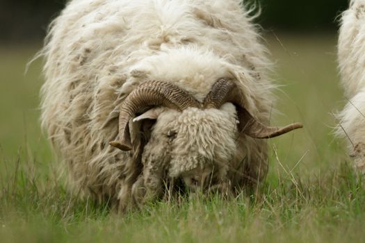 sheep on grass with blue sky, some looking at the camera