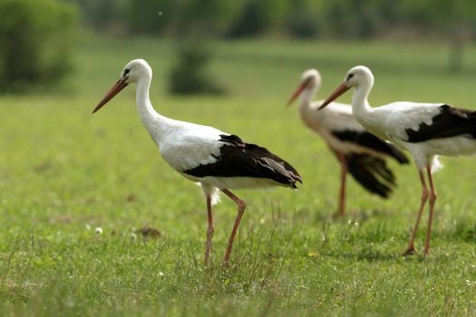 storks on green grass in sunny day, nature series