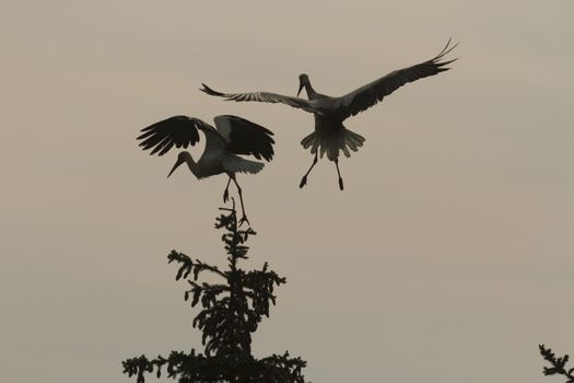 storks on green grass in sunny day, nature series