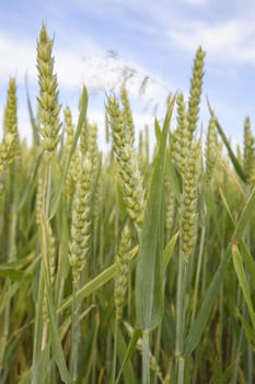 field of golden wheat and blue sky, agricultural field