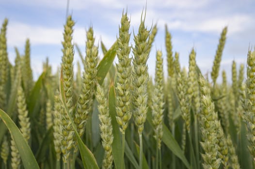 field of golden wheat and blue sky, agricultural field