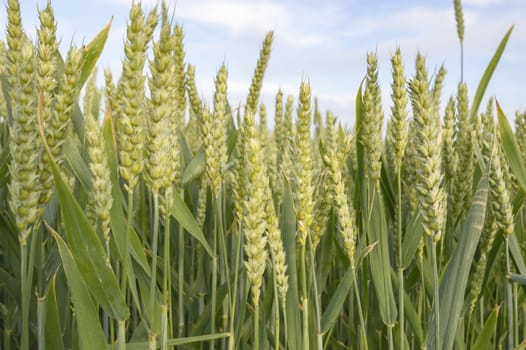 field of golden wheat and blue sky, agricultural field
