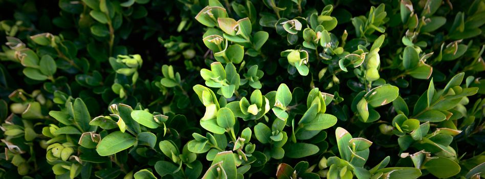 plants for natural background, nature series