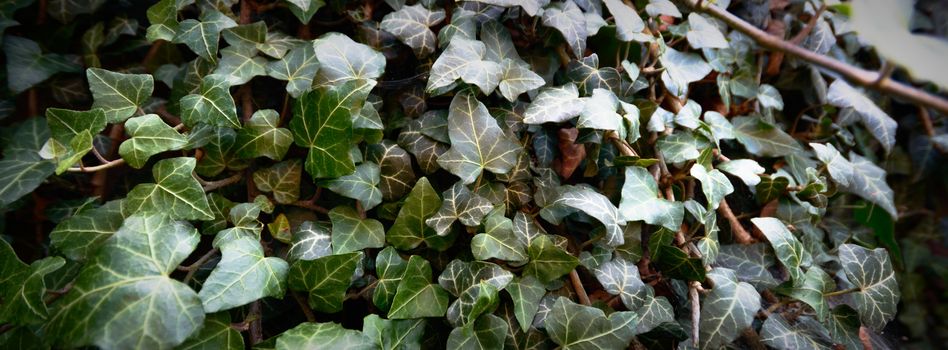 plants for natural background, nature series