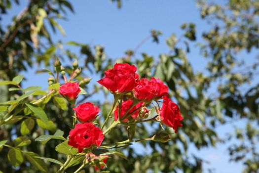 Close up of red rose in village garden