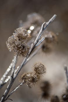 an abstract image of burdock burs covered in ice after an icestorm