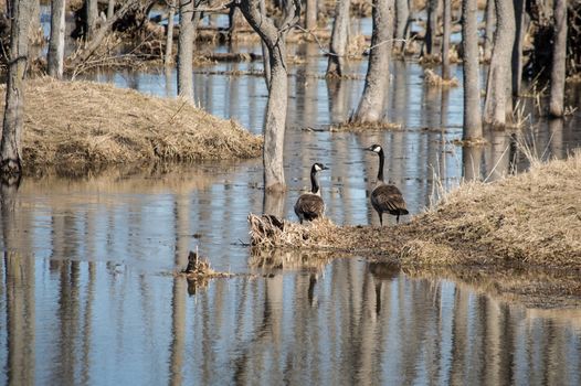 Pair of Canada geese standing on the shore of a frozen pond in early spring. Reflections of trees frame image