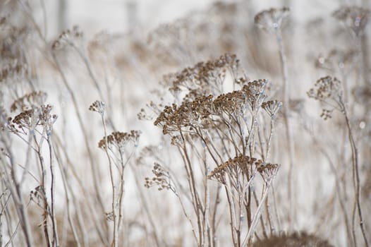 An abstract decorative brown and white image of ice covered yarrow flowers in winter