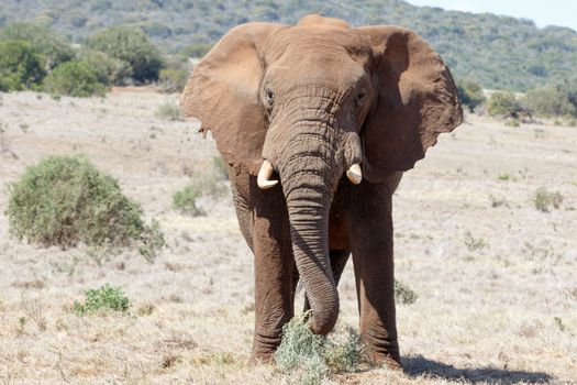 The African Bush Elephant Eating Grass in a field.