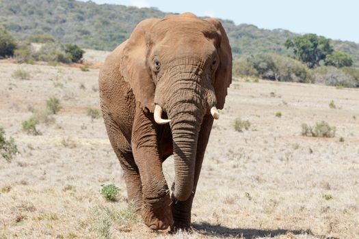 The Huge African Bush Elephant