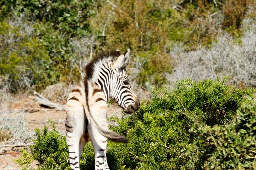 Looking lost The Baby Burchell's Zebra