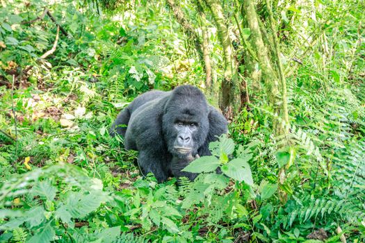 Silverback Mountain gorilla resting in the Virunga National Park, Democratic Republic Of Congo.